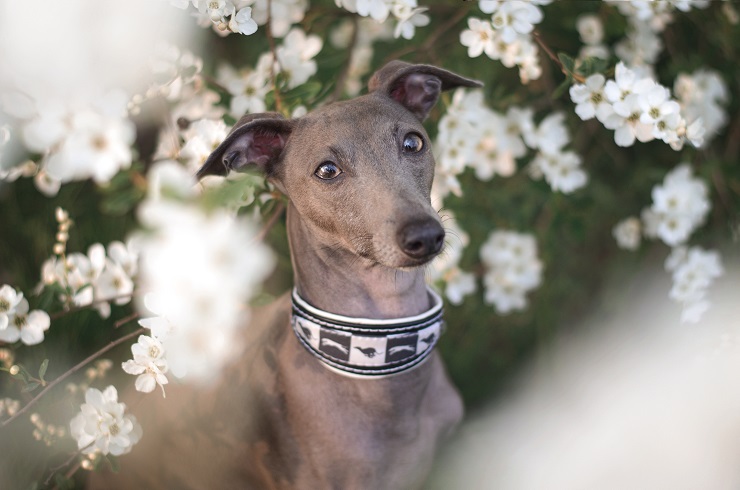 Náhled ProChrta.cz Kožený obojek SIMPLY Black and White