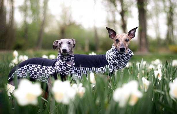 Náhled ProChrta.cz Kožený obojek SIMPLY Black and White