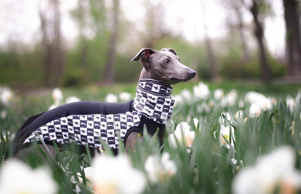 Náhled ProChrta.cz Kožený obojek SIMPLY Black and White