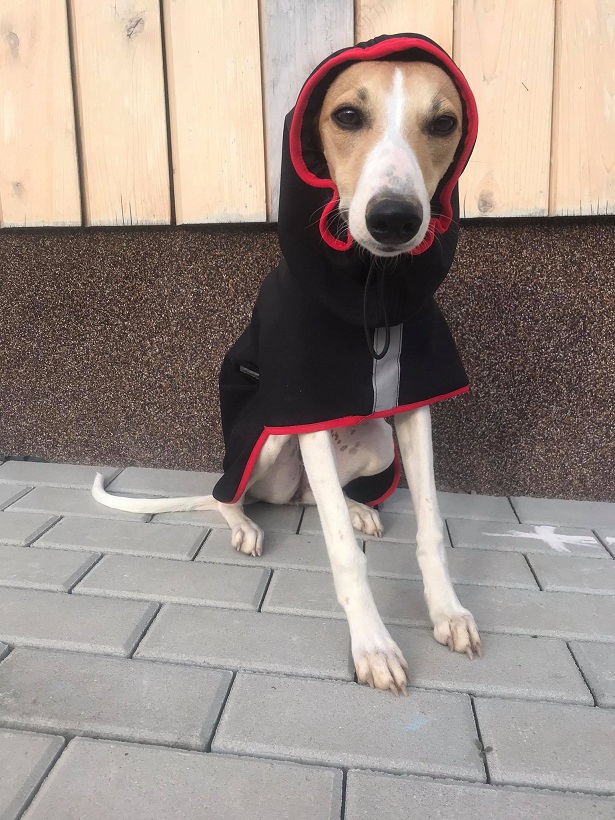 Náhled ProChrta.cz Pláštěnka softshellová FANTASY