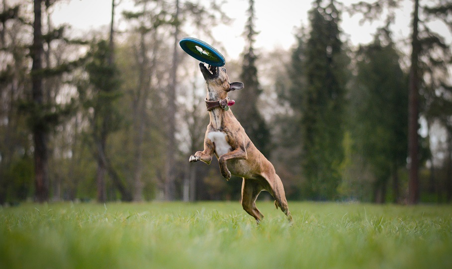 Náhled  Elektronický repelent  Ultrazvukový odpuzovač blech a klíšťat pro psy SKUDO PET DOG