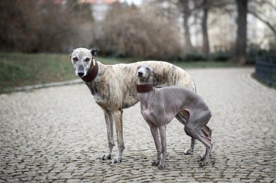 kozeny-obojek-magnifico-s-m-deep-purple-2070_(1)_(1)_(1)_(1)_(1)_(1)_(1).jpeg