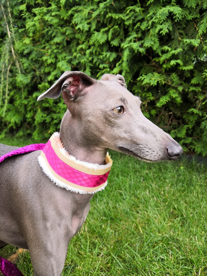 Náhled ProChrta.cz Obojek vypouštěcí FLUFFY