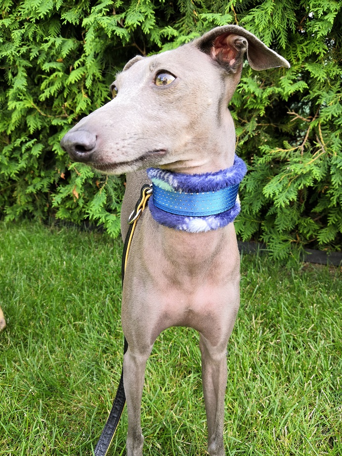 Náhled ProChrta.cz Obojek vypouštěcí FLUFFY