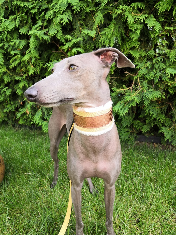 Náhled ProChrta.cz Obojek vypouštěcí FLUFFY