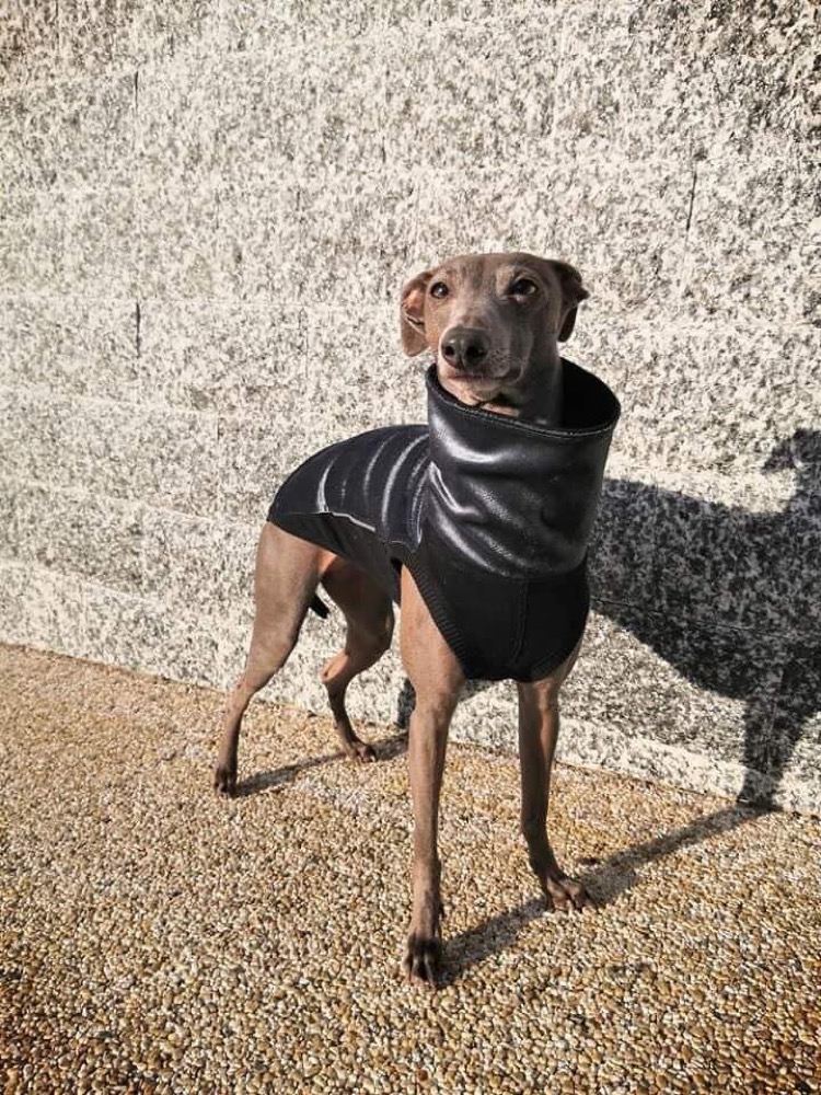 Náhled ProChrta.cz Svetr VELVET STORY v mnoha barvách