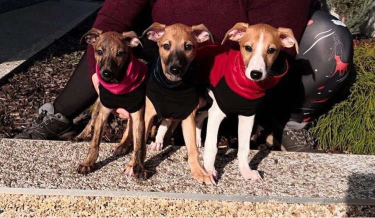 Náhled ProChrta.cz Svetr VELVET STORY v mnoha barvách