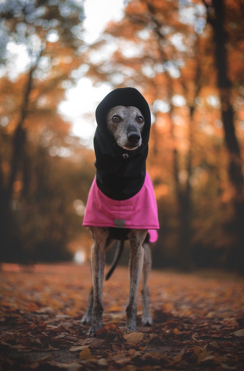 Náhled ProChrta.cz Bunda zimní softshell Black Berry 60 cm