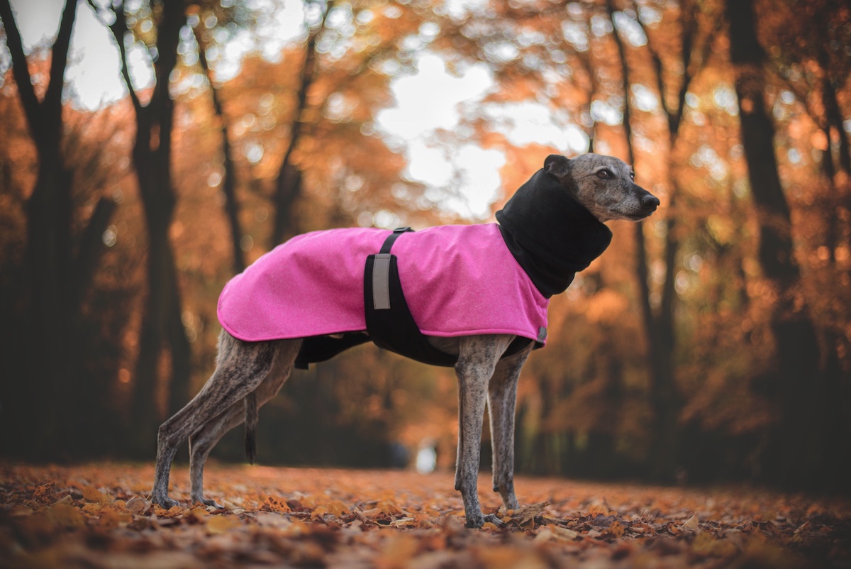 Náhled ProChrta.cz Bunda zimní softshell Black Berry 80 cm