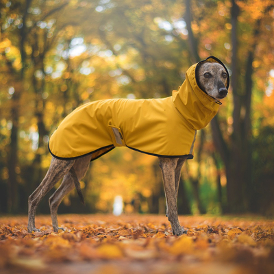 Pláštěnka softshellová pro chrty - Mustard