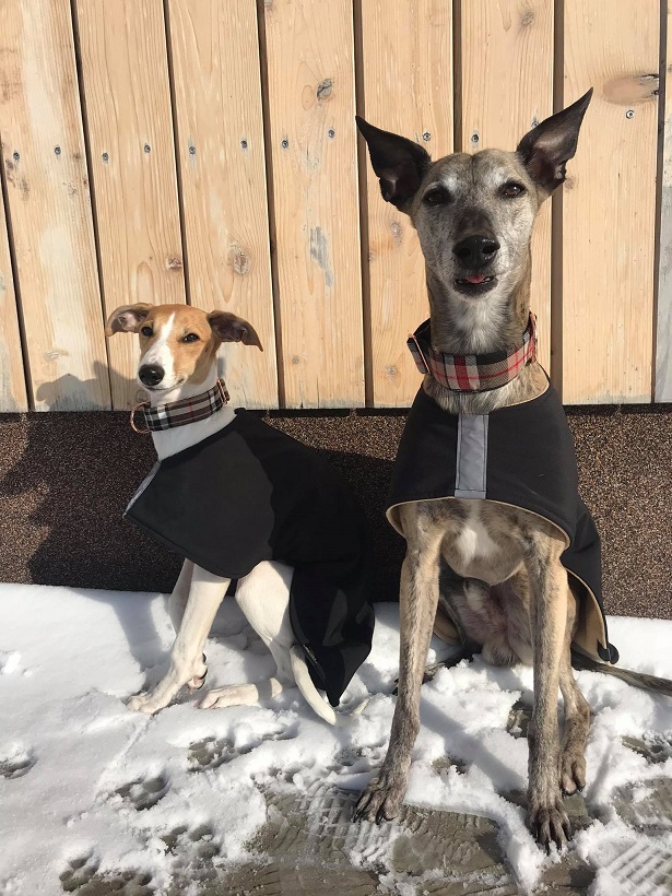 Náhled ProChrta.cz Softshellový kabátek CLASSIC 55 cm