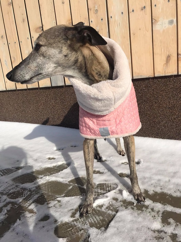 Náhled ProChrta.cz BUNDA ZIMNÍ PROŠEV BIBI 55 cm