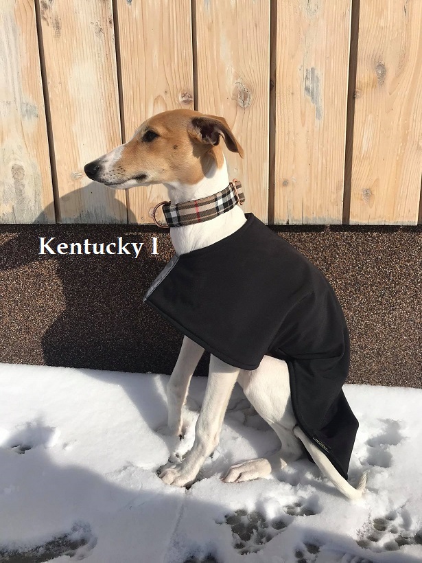 Náhled ProChrta.cz Bavlněný obojek Kentucky