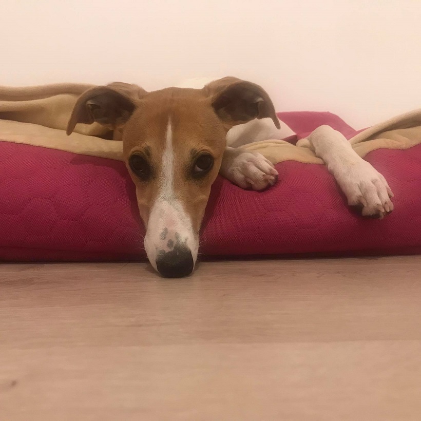 Náhled ProChrta.cz TEMPLE PINK vel. S