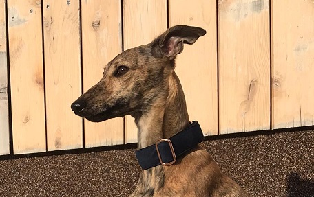 Náhled ProChrta.cz Semišový obojek DI MATTEO