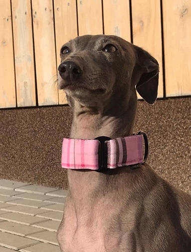 Náhled ProChrta.cz Bavlněný obojek DARLING 3 cm S