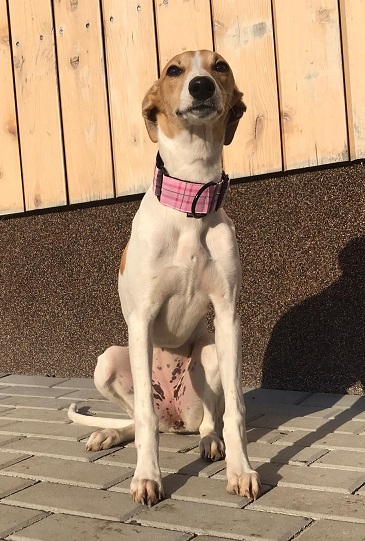 Náhled ProChrta.cz Bavlněný obojek DARLING 3 cm S