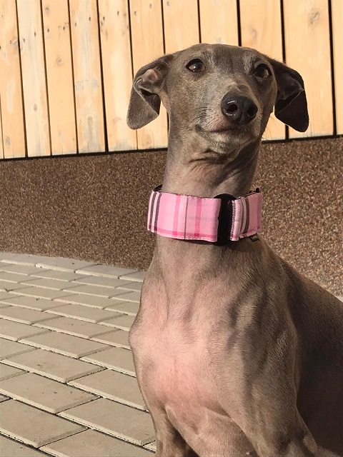 Náhled ProChrta.cz Bavlněný obojek DARLING 3 cm S