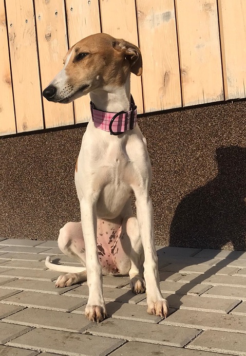 Náhled ProChrta.cz Bavlněný obojek DARLING 3 cm S