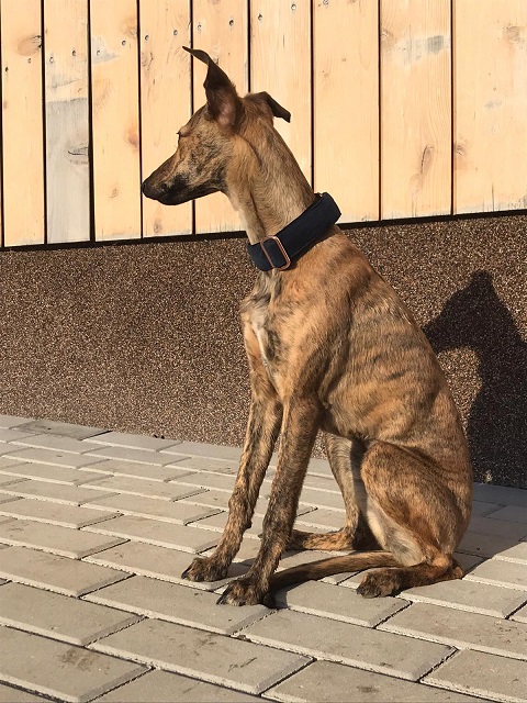 Náhled ProChrta.cz Semišový obojek DI MATTEO 3 cm M