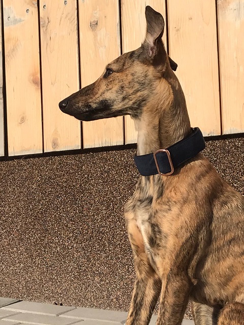 Náhled ProChrta.cz Semišový obojek DI MATTEO 4 cm M