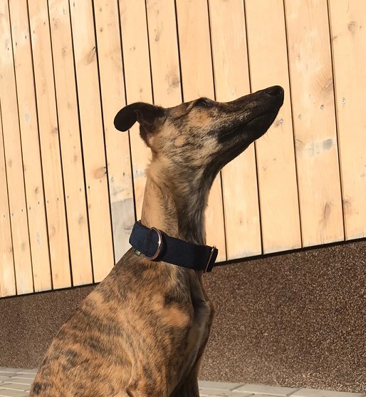 Náhled ProChrta.cz Semišový obojek DI MATTEO 4 cm M