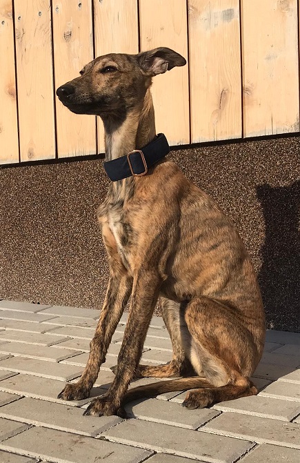 Náhled ProChrta.cz Semišový obojek DI MATTEO 4 cm L