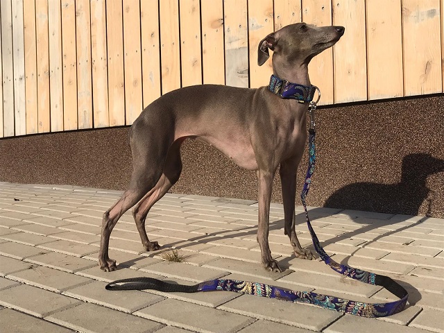 Náhled ProChrta.cz Bavlněný obojek NEW JAPAN 3 cm M