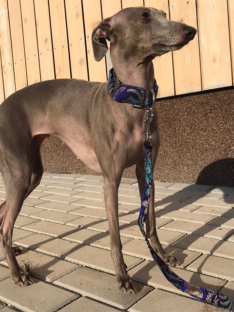 Náhled ProChrta.cz Bavlněný obojek NEW JAPAN 4 cm L