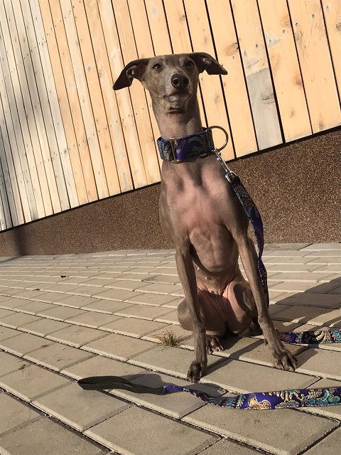 Náhled ProChrta.cz Bavlněný obojek NEW JAPAN 4 cm XL