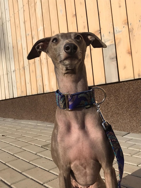 Náhled ProChrta.cz Bavlněný obojek NEW JAPAN 5 cm L