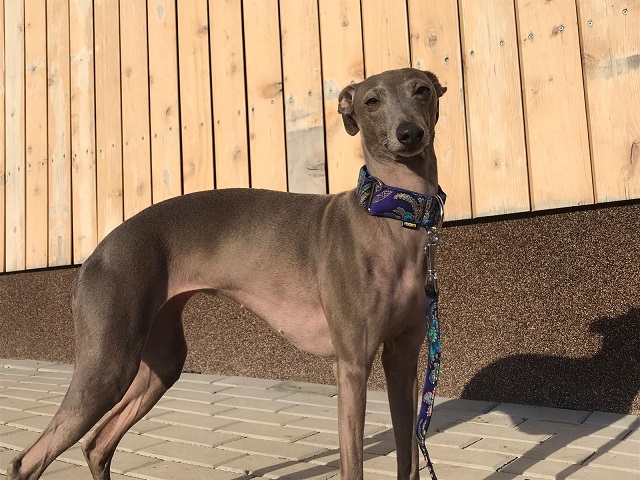 Náhled ProChrta.cz Bavlněný obojek NEW JAPAN 5 cm L