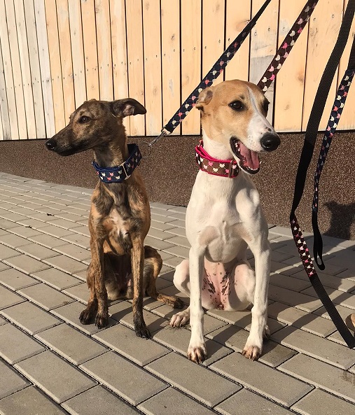 Náhled ProChrta.cz Štěněčí set obojek + vodítko PUPPY 3 cm M