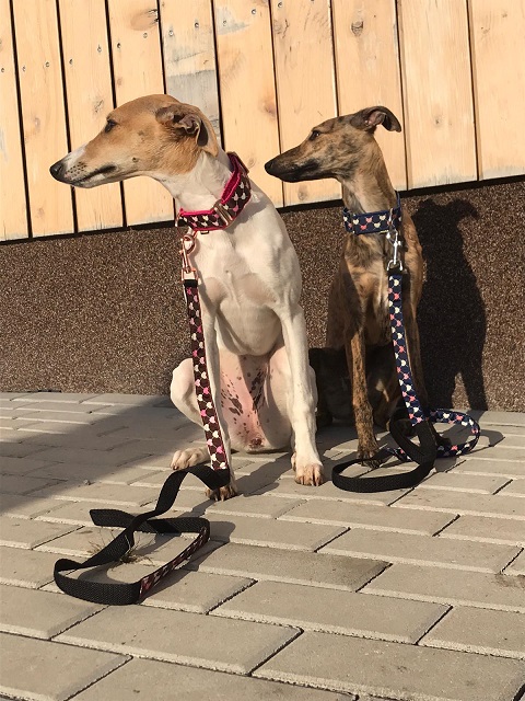 Náhled ProChrta.cz Štěněčí set obojek + vodítko PUPPY 3 cm M