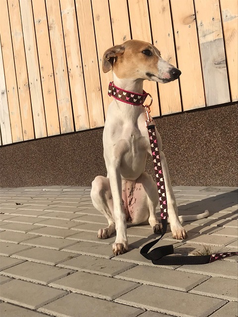 Náhled ProChrta.cz Štěněčí set obojek + vodítko PUPPY 3 cm M