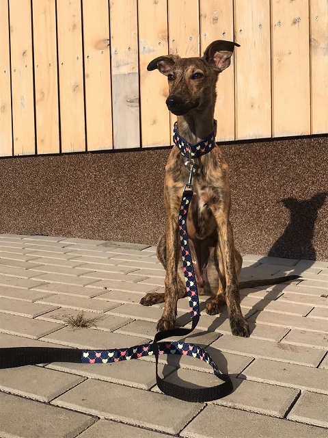 Náhled ProChrta.cz Štěněčí set obojek + vodítko PUPPY 4 cm S