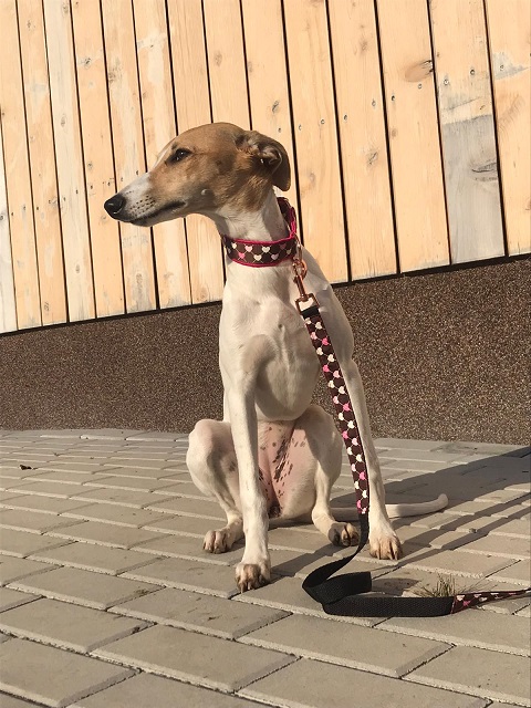 Náhled ProChrta.cz Štěněčí set obojek + vodítko PUPPY 4 cm S