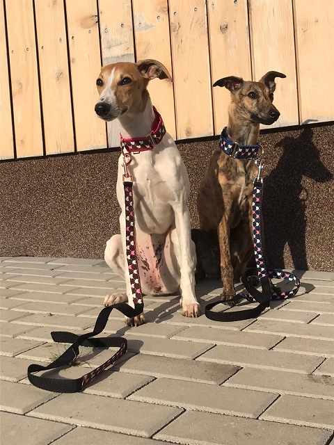 Náhled ProChrta.cz Štěněčí set obojek + vodítko PUPPY 5 cm M