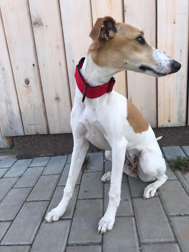 Náhled ProChrta.cz Softshellový obojek RED DELICIOUS 3 cm S