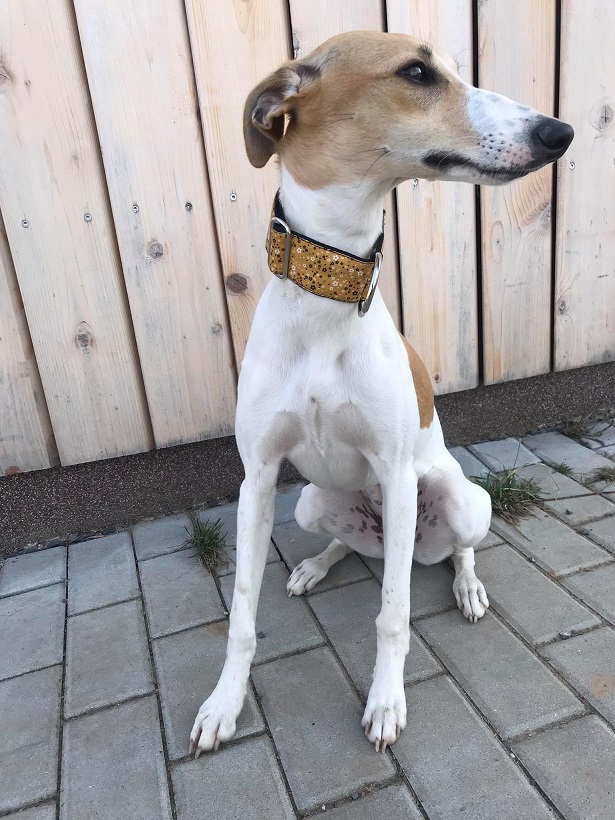 Náhled ProChrta.cz Bavlněný obojek Mustard Flower 4 cm L