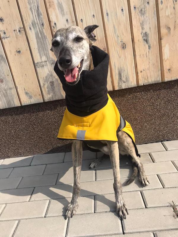 Náhled ProChrta.cz Bunda zimní softshell MUSTARD 35 cm