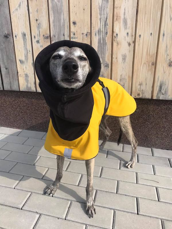 Náhled ProChrta.cz Bunda zimní softshell MUSTARD 80 cm