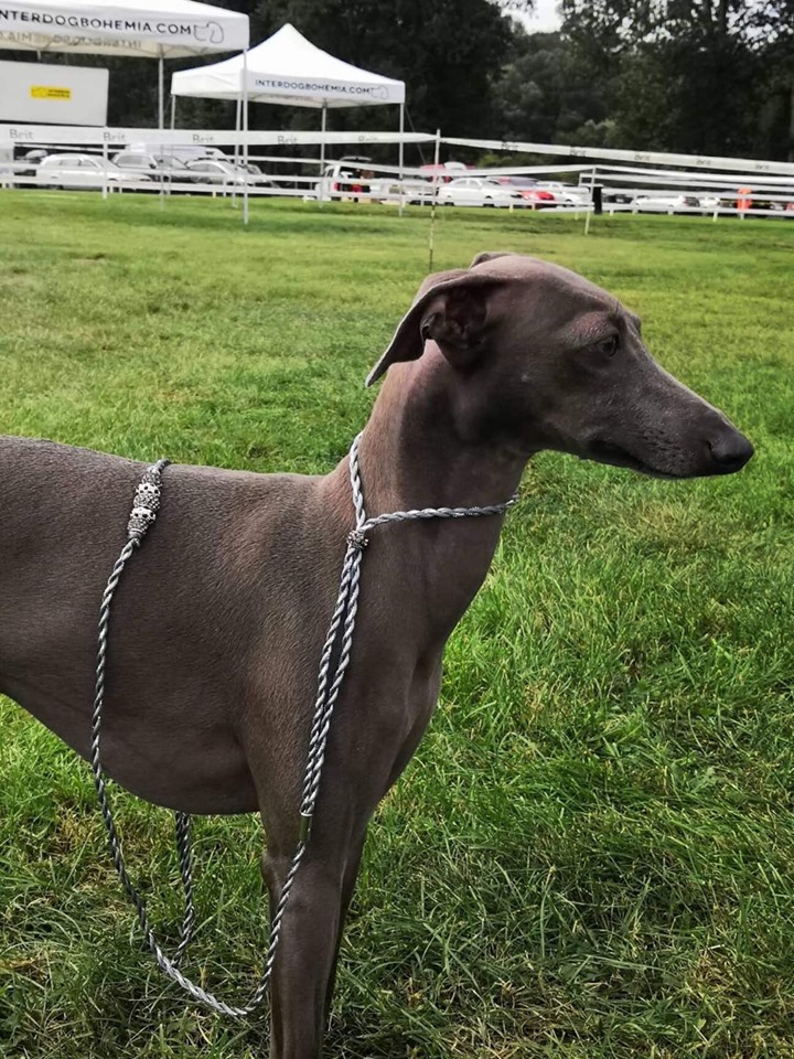 Náhled ProChrta.cz Výstavní vodítko Mystery