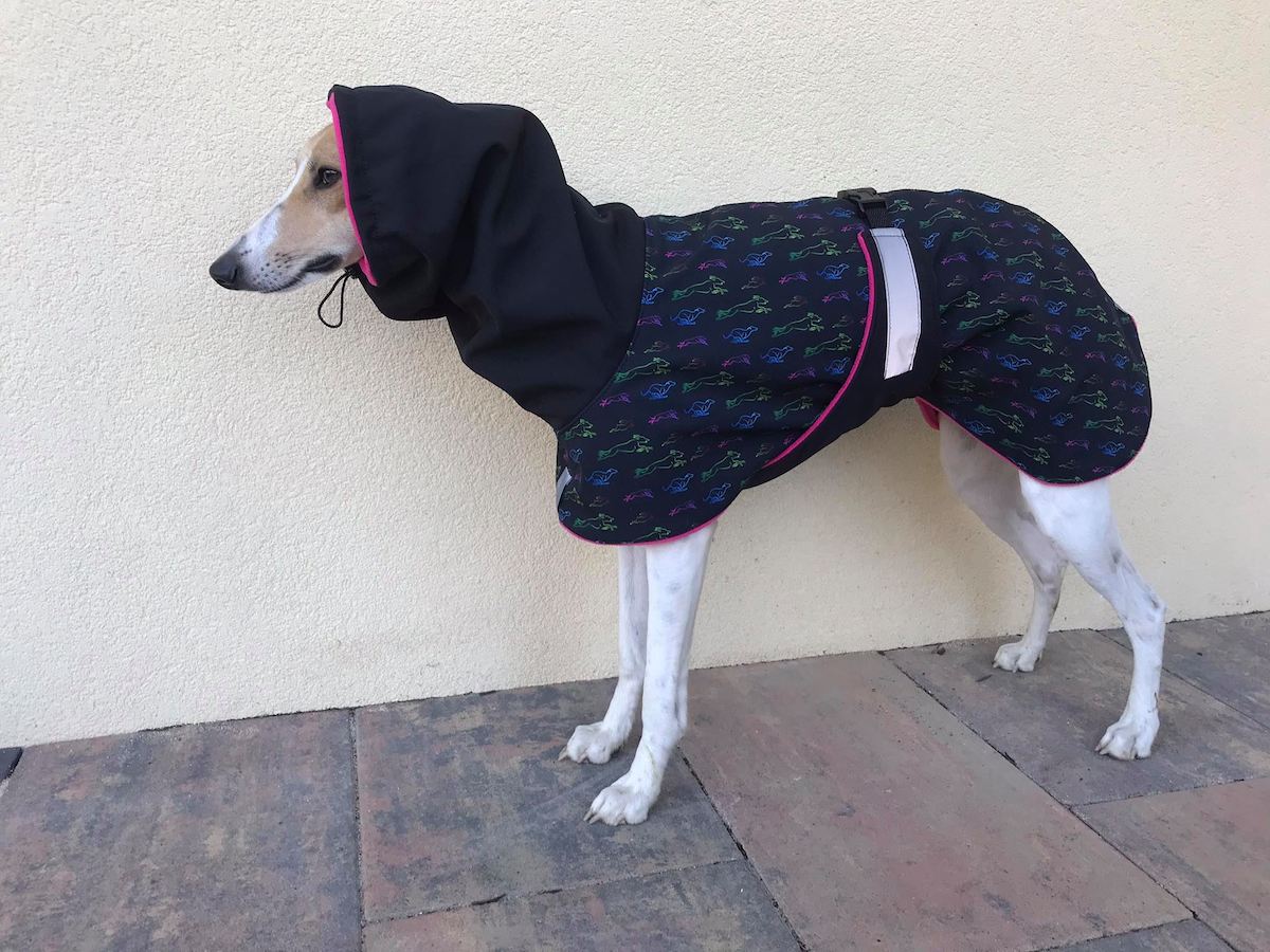 Náhled ProChrta.cz Obojek RAINBOW šíře 4 cm M