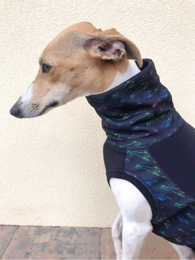 Náhled ProChrta.cz Obojek RAINBOW šíře 4 cm L