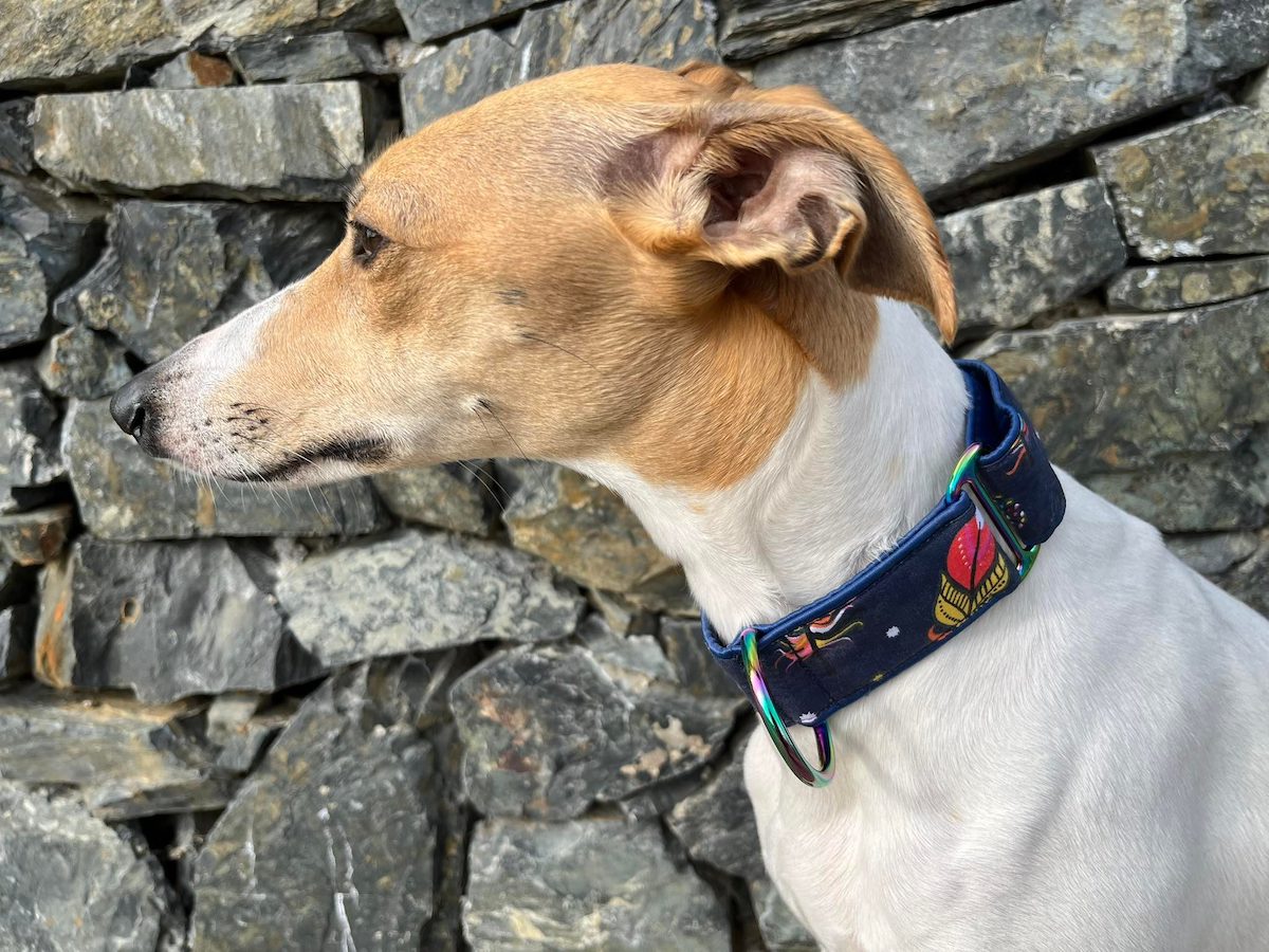 Náhled ProChrta.cz Bavlněný obojek FEATHERS 4 cm S