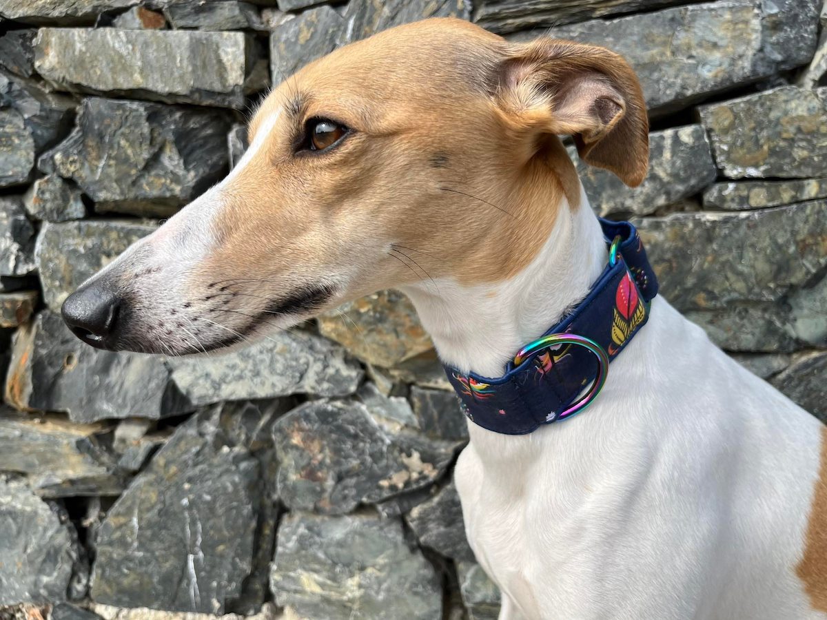 Náhled ProChrta.cz Bavlněný obojek FEATHERS 4 cm M