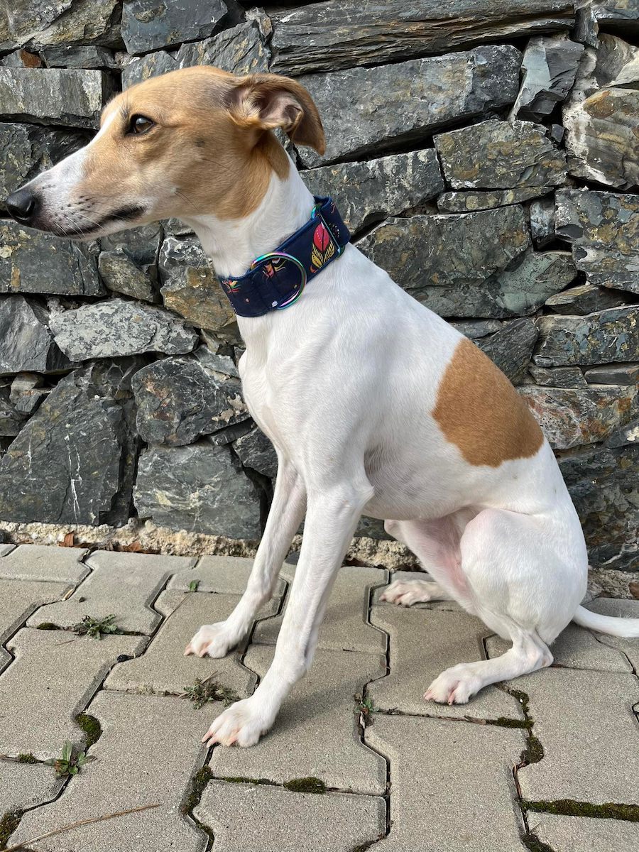 Náhled ProChrta.cz Bavlněný obojek FEATHERS 5 cm M