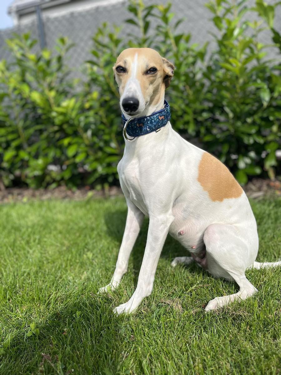 Náhled ProChrta.cz Softshellový obojek FOREST DEER 4 cm M