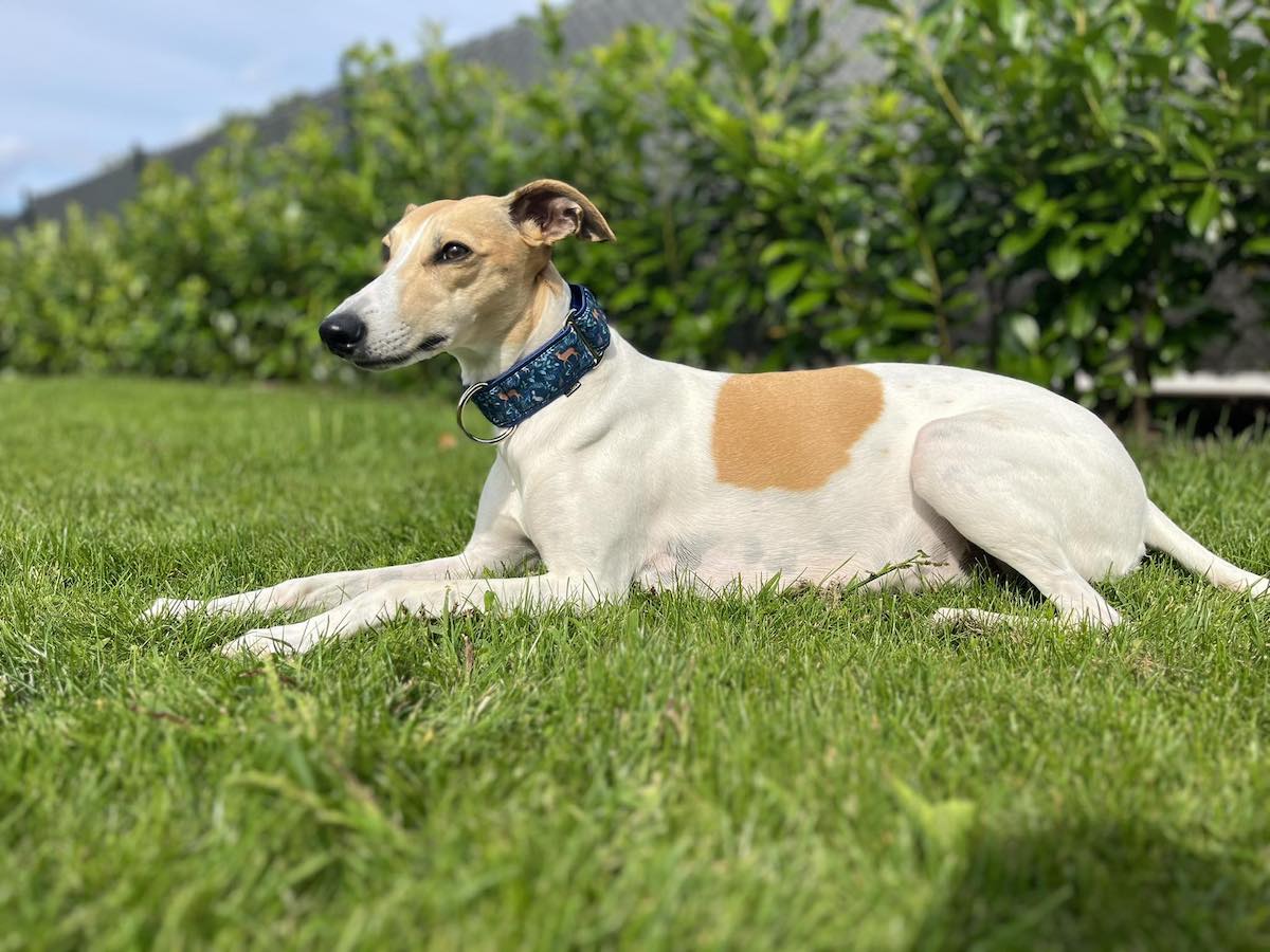 Náhled ProChrta.cz Softshellový obojek FOREST DEER 4 cm M